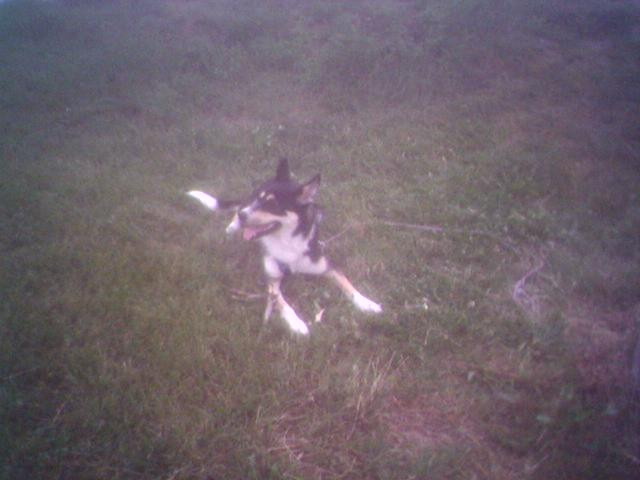 Habe Schäferhundbordercolly Hündin Preiswert abzugeben  - Tiere - Frankfurt Oder