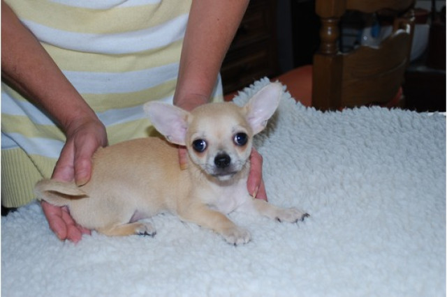 Süsse Chihuahua welpen - Tiere -   Cuxhaven