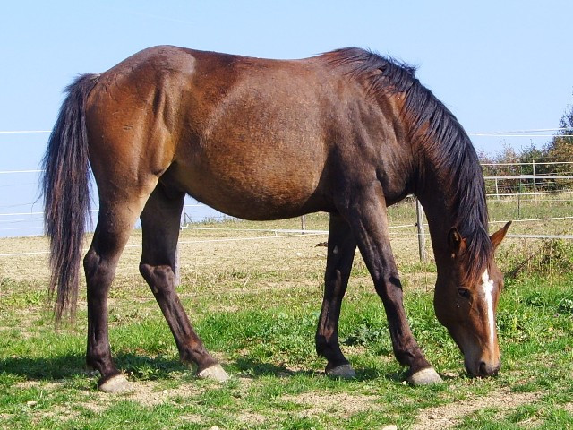 BIETE RB, an Bravem Wallach - Tiere - St.Johann