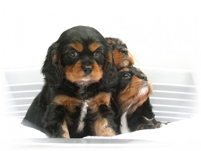 Cavalier-King-Charles-Spaniel Welpen mit ICR-Papieren  EU Impfausweis - Tiere - Witten
