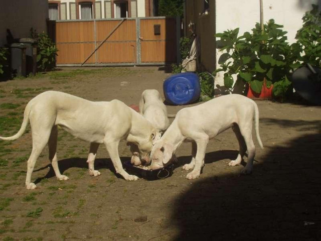 Top Dogo Argentino Welpen - Tiere - Hayna