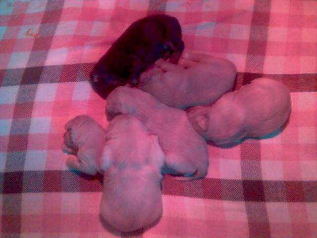 Hovawartwelpen - Tiere - Rothenklempenow