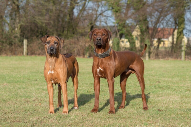 Rhodesian Ridgeback Wurfankündigung - Tiere - Salzkotten