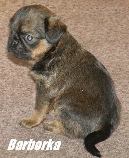 Griffon Brüsseler, Belgischer - Tiere - Třebestovice