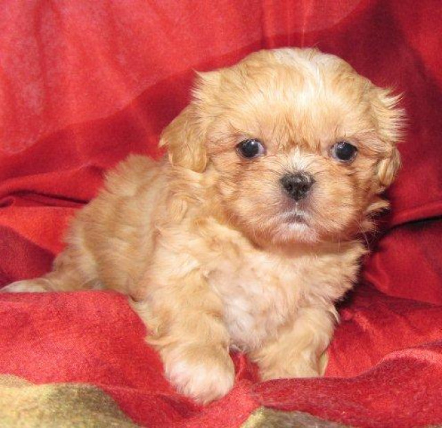 Shih Tzu Welpen original Paradiesgarten - Tiere - frankfurt