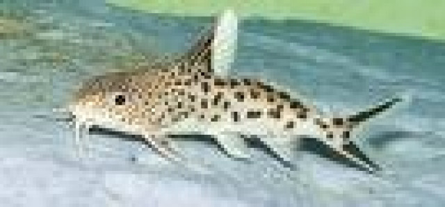 3 Synodontis multipunktatus zu verkaufen - Tiere - Weißenburg