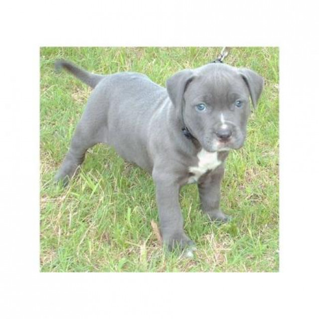 Pitbull Welpen - Tiere - berlin