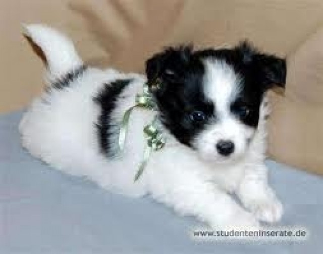 REINRASSIGE MINI CHIHUAHUA WELPEN ENTGEWICHT UNTER - Tiere -  Brandenburg