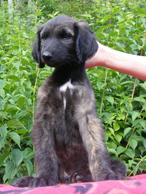 Afghanischer Windhund Welpen   Vom Deilbachtal   Kennel - Tiere - Velbert