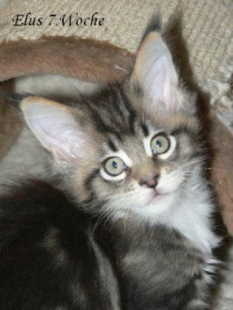 Maine Coon Katerbaby sucht  ab Mitte Januar noch liebe Menschen für Dauerbeziehu - Tiere - Derben