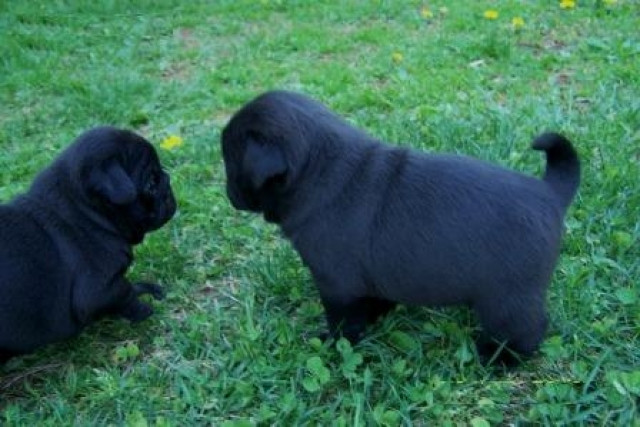 Mops welpen - Tiere -  Eschborn