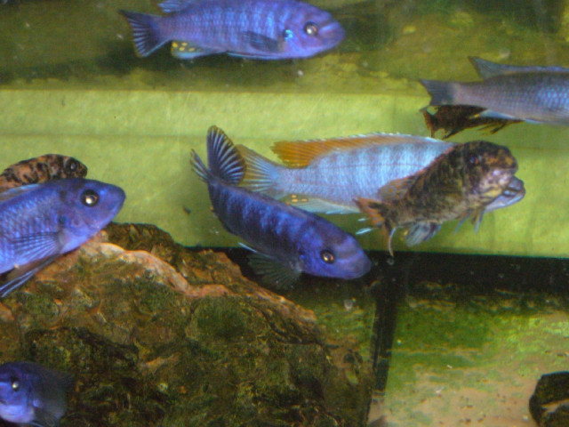 Labeotropheus trewavasae Tumbi West - Tiere - Grevenbroich