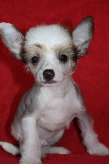  Körzucht von Chinese Crested  - Tiere - worms