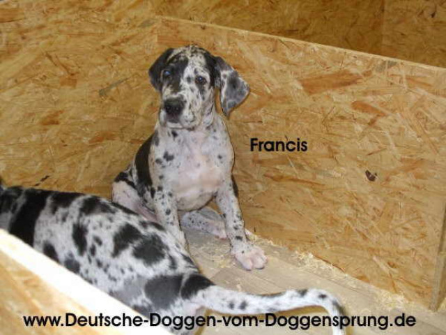Deutsche Doggenwelpe Hündin sucht neues Sofa - Tiere - Vettweiß