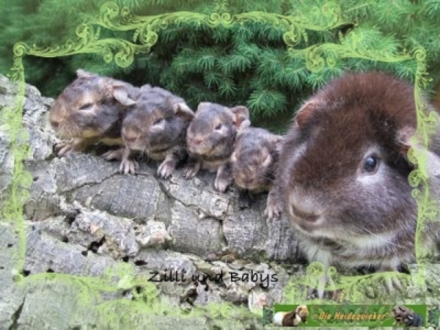 Toller US Teddy Nachwuchs - Tiere - Teutschenthal