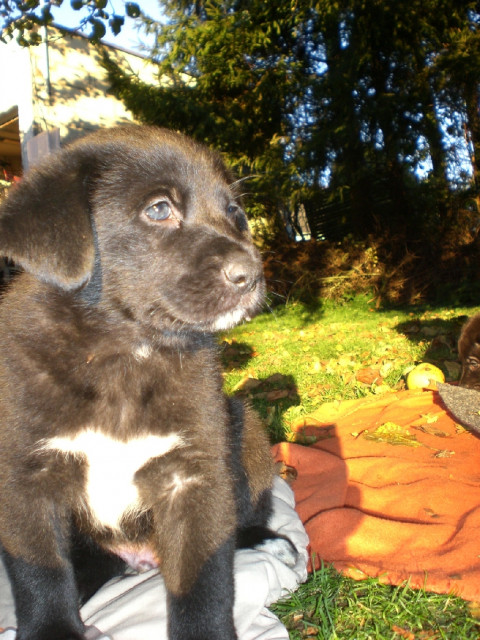 3 Süße Flat Coated Retriver- Border Collie Mix Welpen ( Rüden ) abzugeben! - Tiere - Koblenz