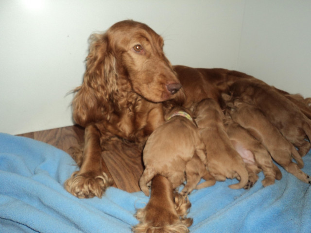 Cocker spaniel welpen  - Tiere - kempen