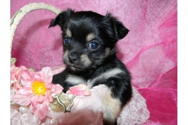 Chihuahua-Welpen - Lang u. Kurzhaar ! ( VDH/FCI ) - Tiere - 90402 