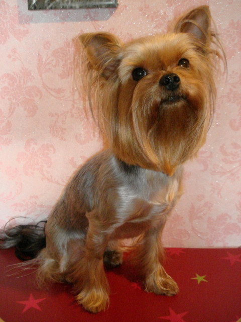 Yorkshire Terrier Mädchen 1,8 J. - Tiere - nürnberg