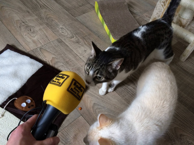 Das Katzenhotel Bonn hat noch freie Plätze - Tiere - Bonn