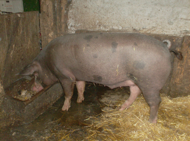 Schlachteschwein zuverkaufen - Tiere - Alsleben