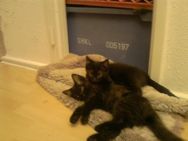 2 Katzenbabys abzugeben  - Sonstige Anzeigen - berlin
