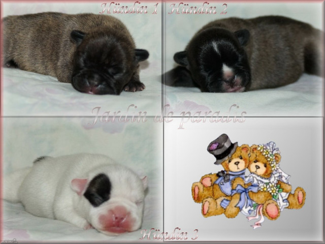 Französische Bulldoggen dürfen zu mitte September umziehen - Tiere - Frankfurt