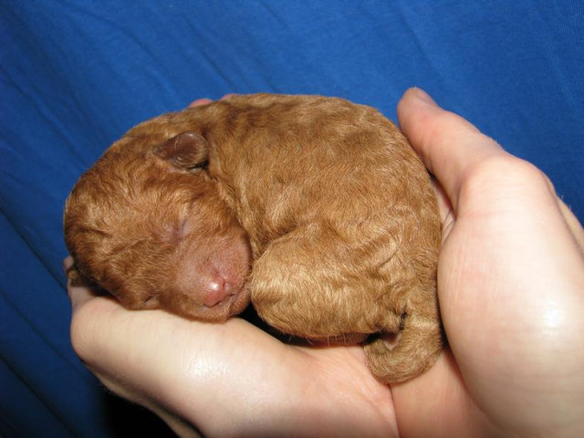 Pudel vom Canis Aureus hat Welpen !  - Tiere - Schopfloch