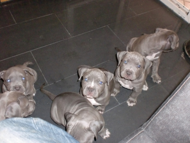 American Pitbull Terrier blueline  - Tiere -  Kassel
