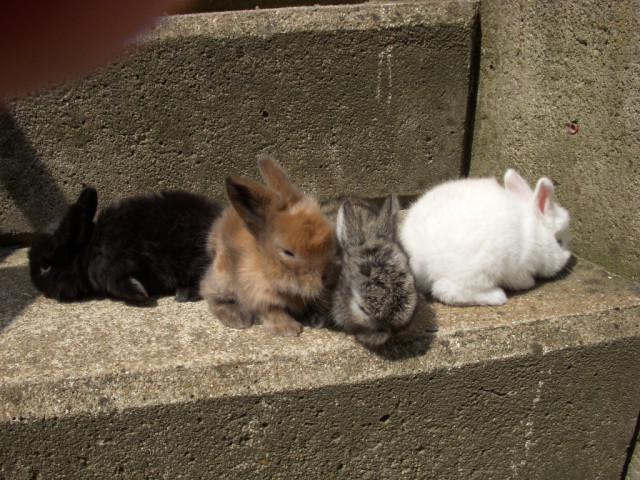 Zwergkaninchenbabys suchen neues zu Hause!! - Tiere - Dortmund