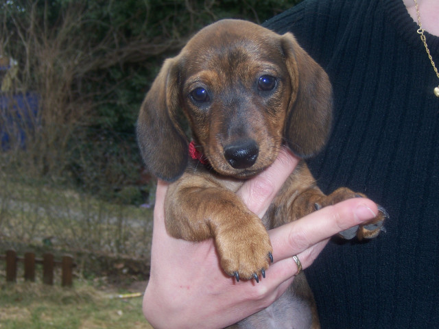 Liebes dackelmädchen sucht neues zuhause - Tiere - bräuningshof