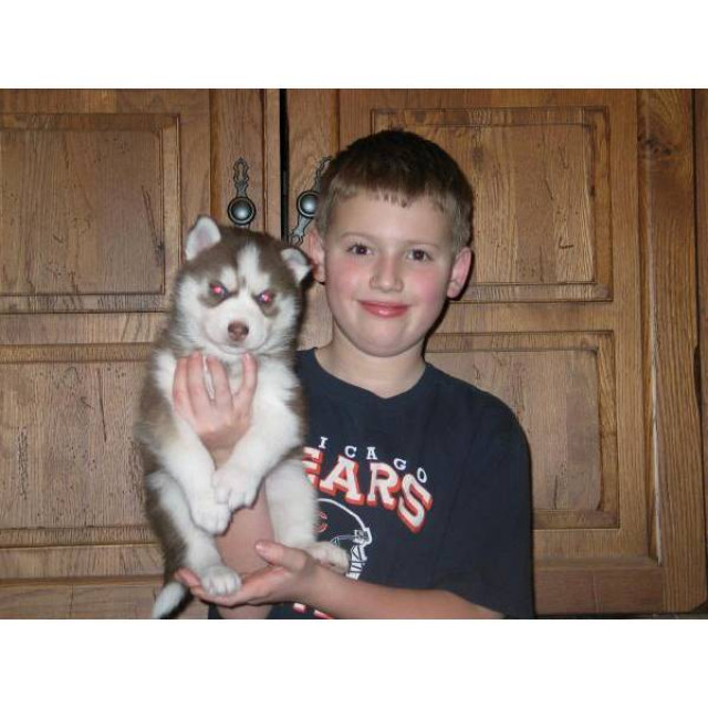 Veir Siberian Husky Welpen, geb. am 30.01.2011, - Tiere - Augsburg