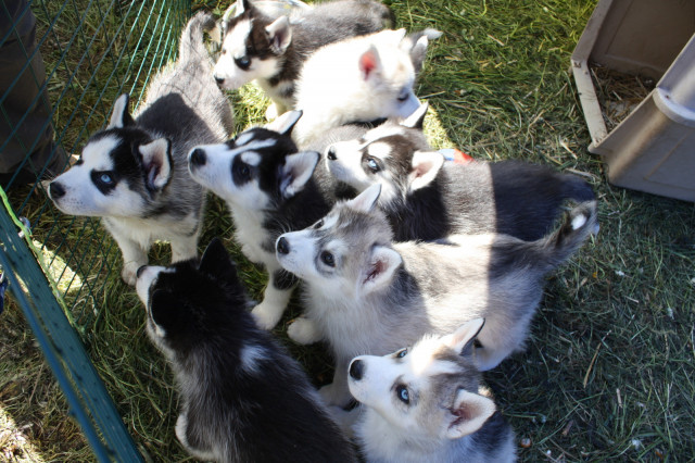 Siberian Husky Welpen mit FCI/ VDH Papieren! Amerikanische Champion Blutlinien!  - Tiere - Hamburg
