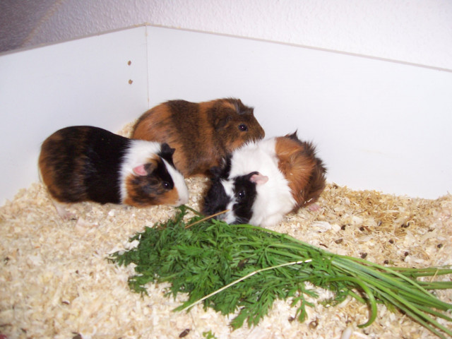 Schöne junge  Meerschweinchen  - Tiere - Friedberg