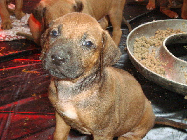 Rhodesian Ridgeback welpen mit Pap. ab Februar abzugeben - Tiere - Mülheim an der Ruhr