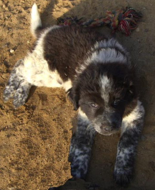 Kaukasische Mischlingswelpen - Tiere - Salzwedel