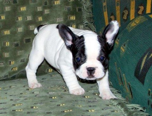 Französische Bulldoggen-Welpen - Tiere - Wehr