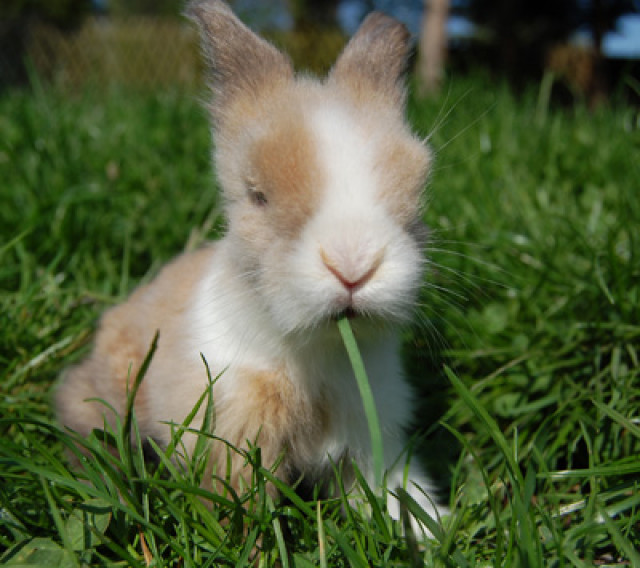 Teddywidder, Zwergkaninchen, VS möglich - Tiere - Godemitz
