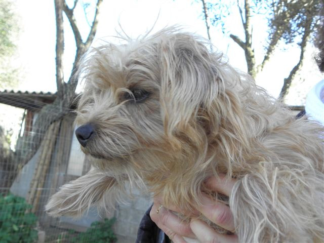 Kelly (w)  3 Jahre, kleiner Wuschel sucht ein Zuhause - Tiere - Weinheim