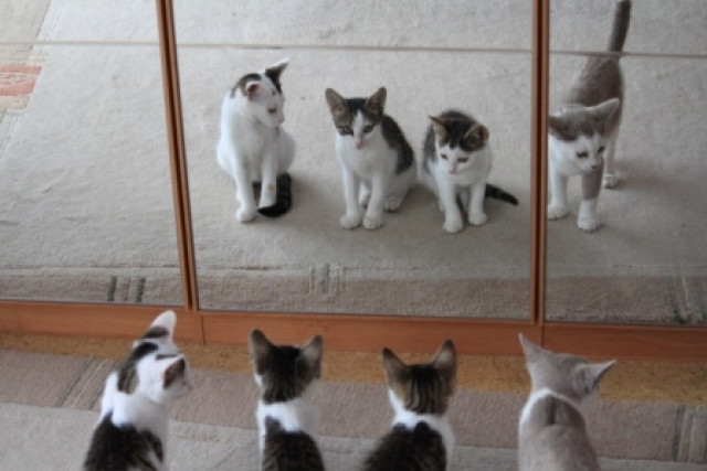 Drei Buben suchen ein Zuhause - Tiere - Öttingen