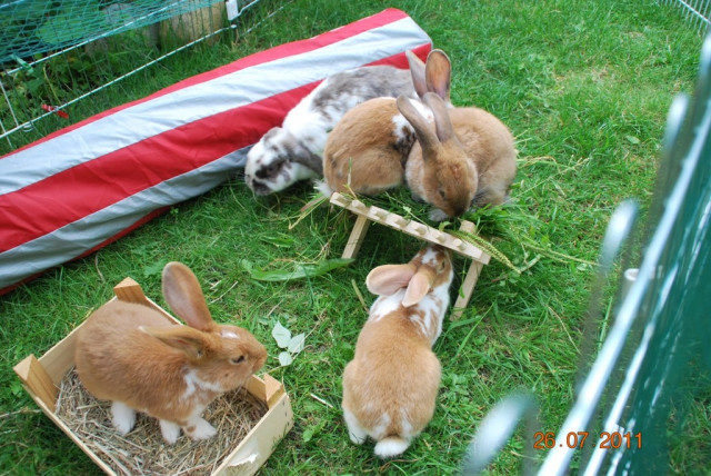 Kaninchen Kinder Rote Neuseeländer Mixe - Mischlinge - Tiere - Sievershütten