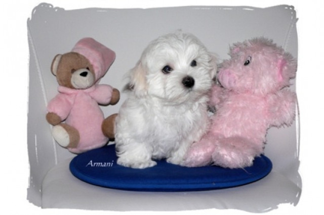 Malteser Welpen Malteserwelpen Hunde Welpen mit Papiere - Tiere - Ludwigsburg