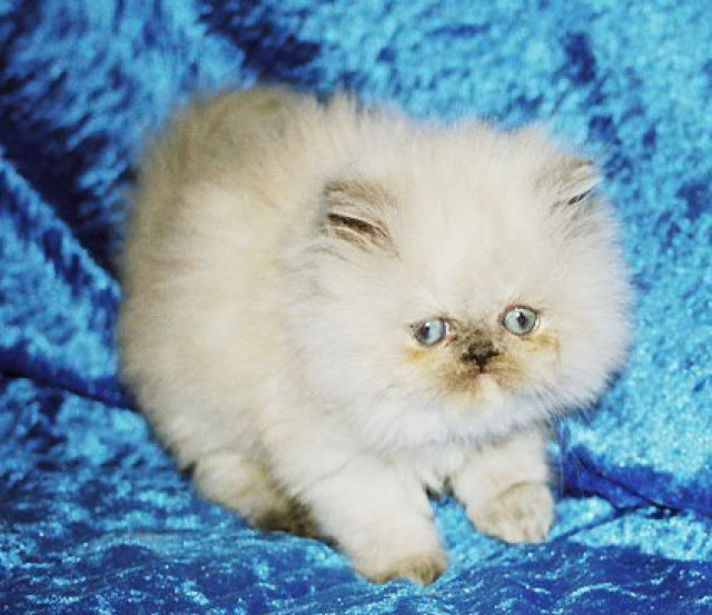 Perserbabys und Jungtiere suchen ein neues Zuhause - Tiere - Dortmund