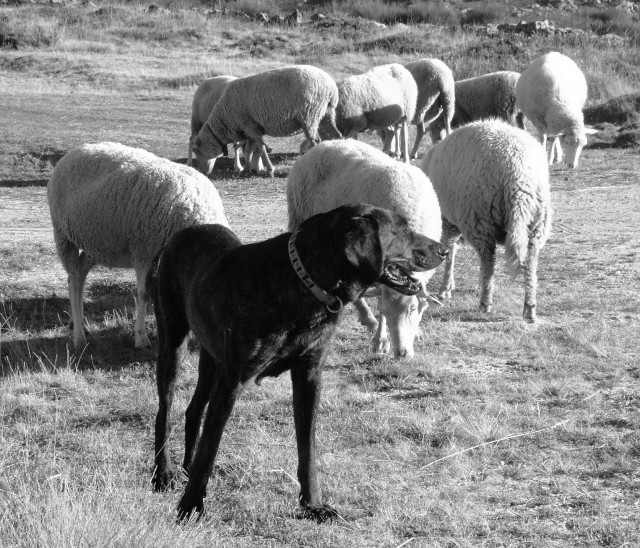 Cao de Castro Laboreiro Welpe - Tiere - Otzberg