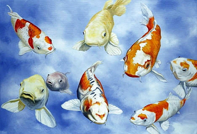 Koi karpfen kunstdruck künstler signiert - Tiere - hamburg