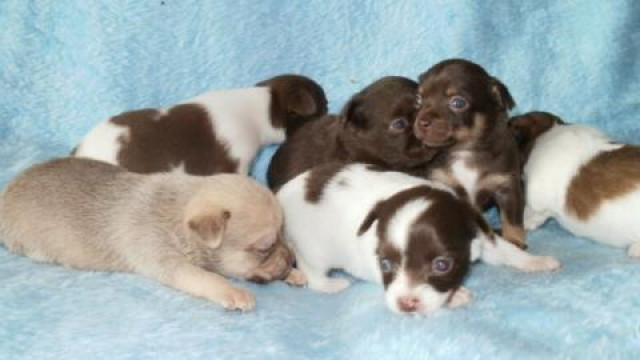      ***FEIVEL***ZAUBERHAFTER ***CHIHUAHUARÜDE     - Tiere -  Nürnberg