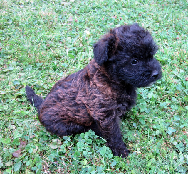 10 Wochen alte Cairn Terrier Pudel Mix Hündin zu verkaufen - Tiere - Bergen