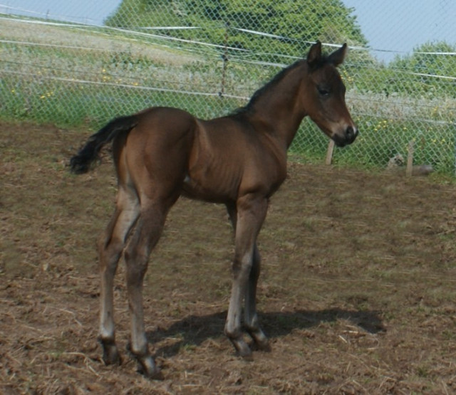 Paint Horse Hengstfohlen von Gatling Gun - Tiere - Breitenbach 