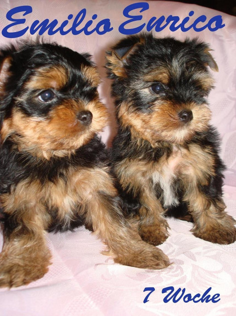 Yorkshire Terrier Welpen  - Tiere - nürnberg