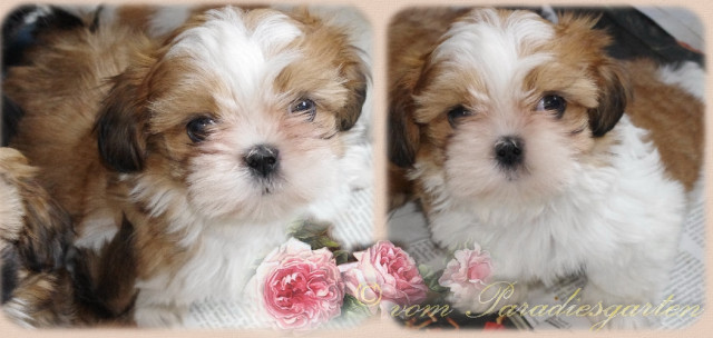 Xora - super nette Shih Tzu Hündin mit Papieren - Tiere - frankfurt